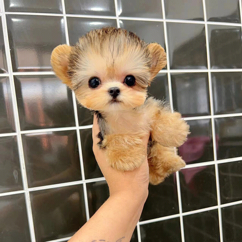 纯种约克夏幼犬活体韩系赛级金头雪白银背超小体茶杯犬宠物狗犬舍