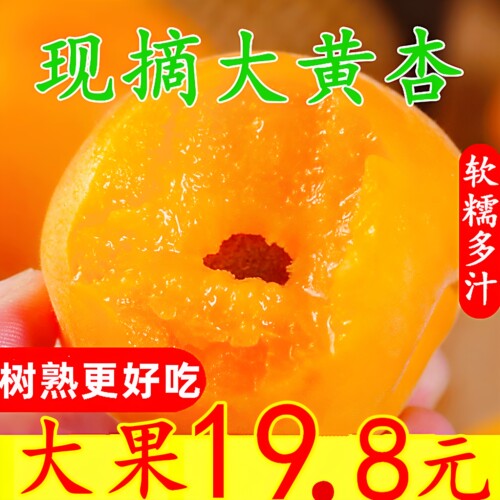 酸甜杏子新鲜水果现摘大黄杏