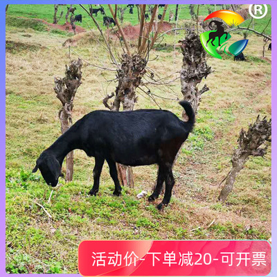 无骨黑山羊肉农家散养带皮