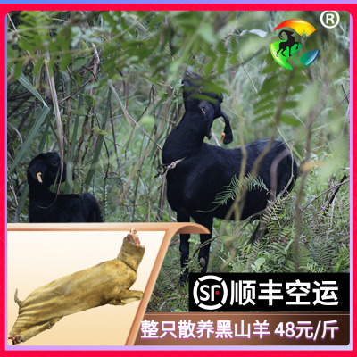 整只先订后杀放养黑山羊肉包邮