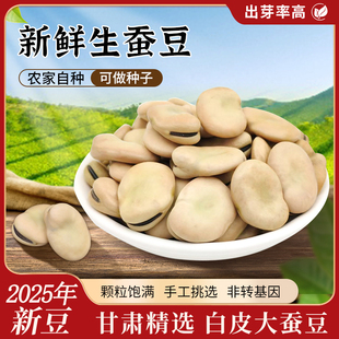 生蚕豆干货大蚕豆种子新鲜兰花豆2025年大粒型罗汉豆农家胡豆特大