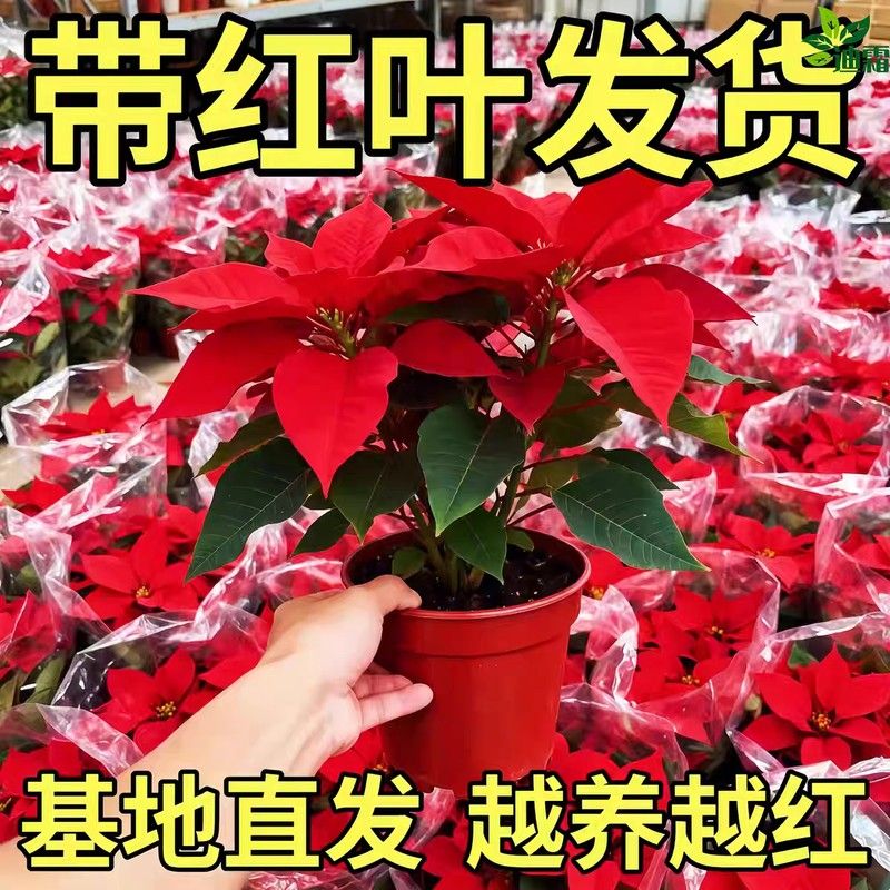 一品红盆栽室内客厅喜庆圣诞花苗年宵花桌面绿植观赏鲜花鸿运当头图片