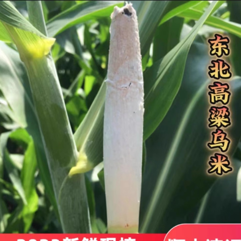 东北特产高粱乌米带皮乌咪头茬