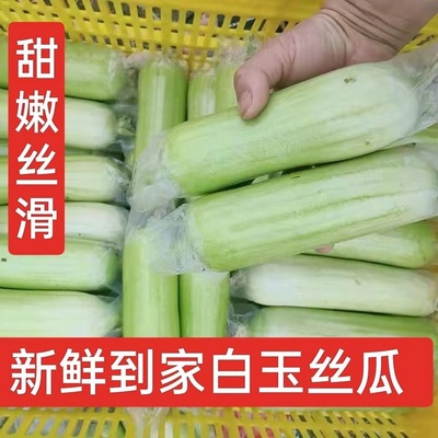 白玉丝瓜鲜嫩丝滑新鲜现摘
