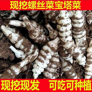地蚕地环新鲜地葫芦地牯牛螺丝宝塔玉珠草石蚕地参地溜子菜甘露子