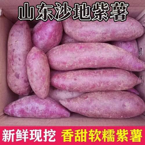 山东现挖沙地紫薯农家自种粉糯