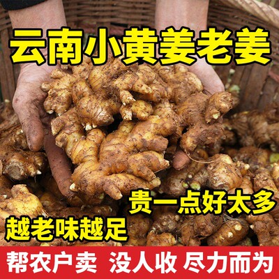 云南小黄姜旗舰店老姜嫩姜