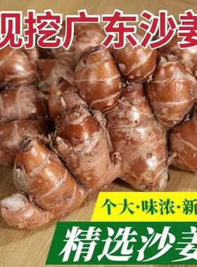 单念正宗沙姜新鲜包邮
