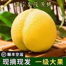 新鲜水果10 正宗炎陵黄桃湖南株洲特产高山黄桃旗舰店现摘现发当季