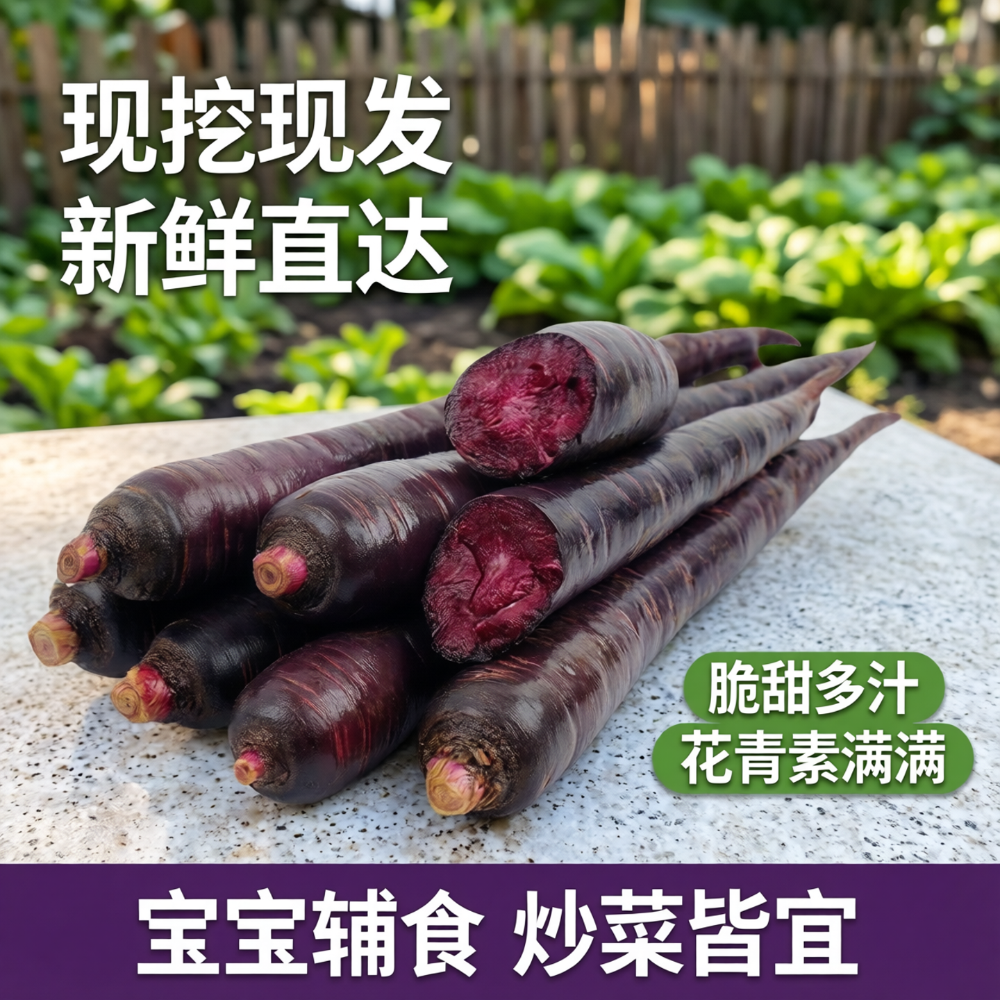 现挖现发新鲜紫色胡萝卜水果萝卜生吃脆甜花青素蔬菜宝宝辅食炒菜