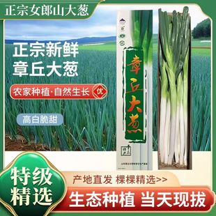 正宗山东章丘大葱旗舰店新鲜即生吃甜葱水果葱原产地礼盒装顺丰