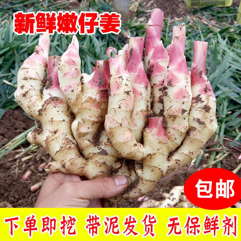 2025嫩姜山东特产新鲜现挖红芽嫩姜牙新黄姜腌制醋泡仔姜嫩姜9斤