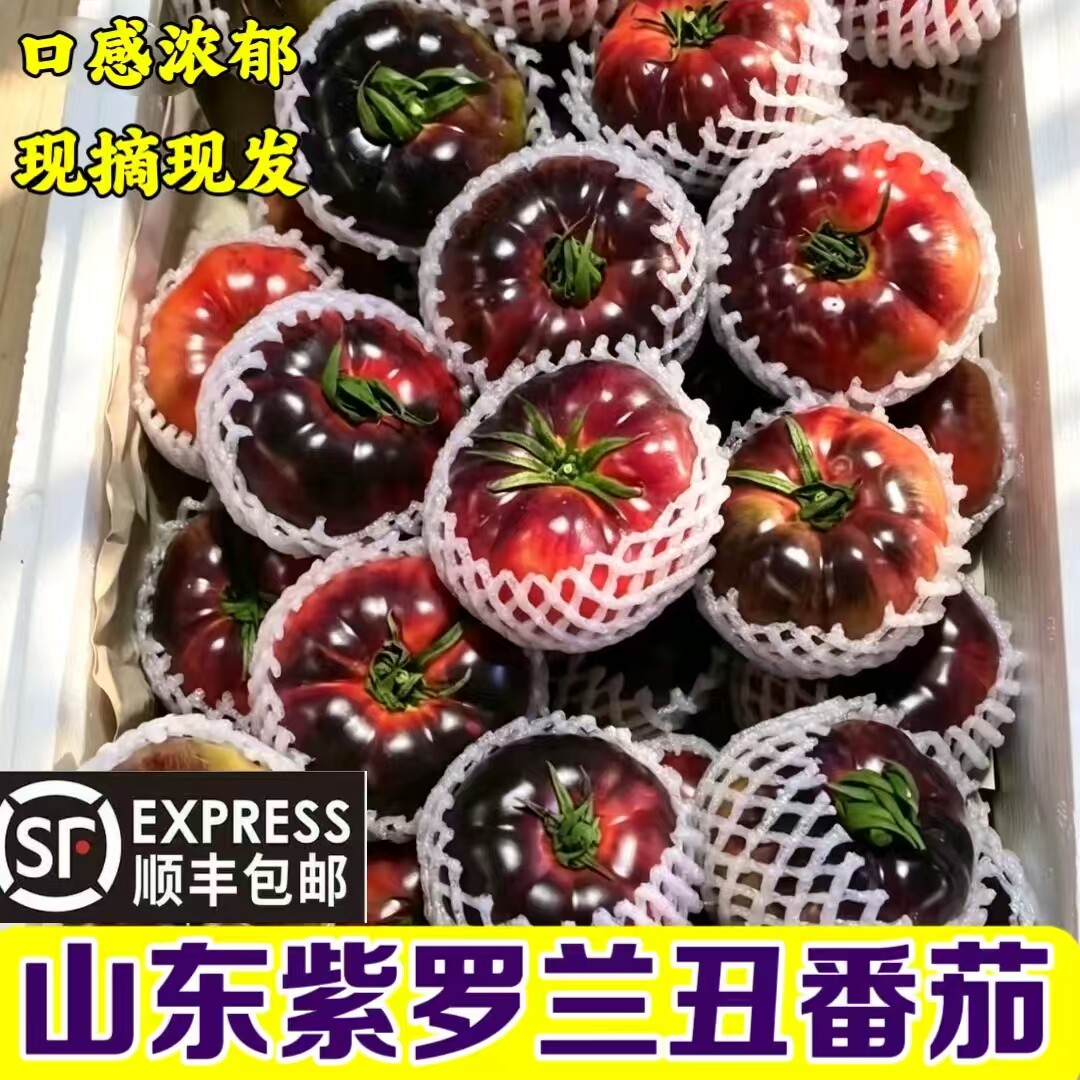 山东寿光现摘紫罗兰番茄顺丰图片