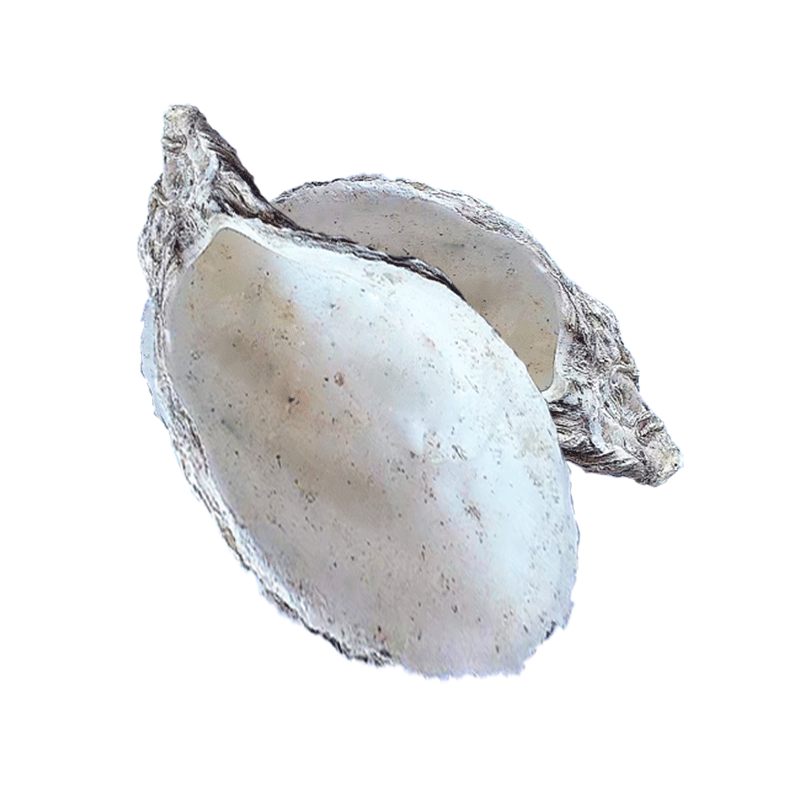 蚝壳滤材鱼池专用锦鲤池牡蛎壳