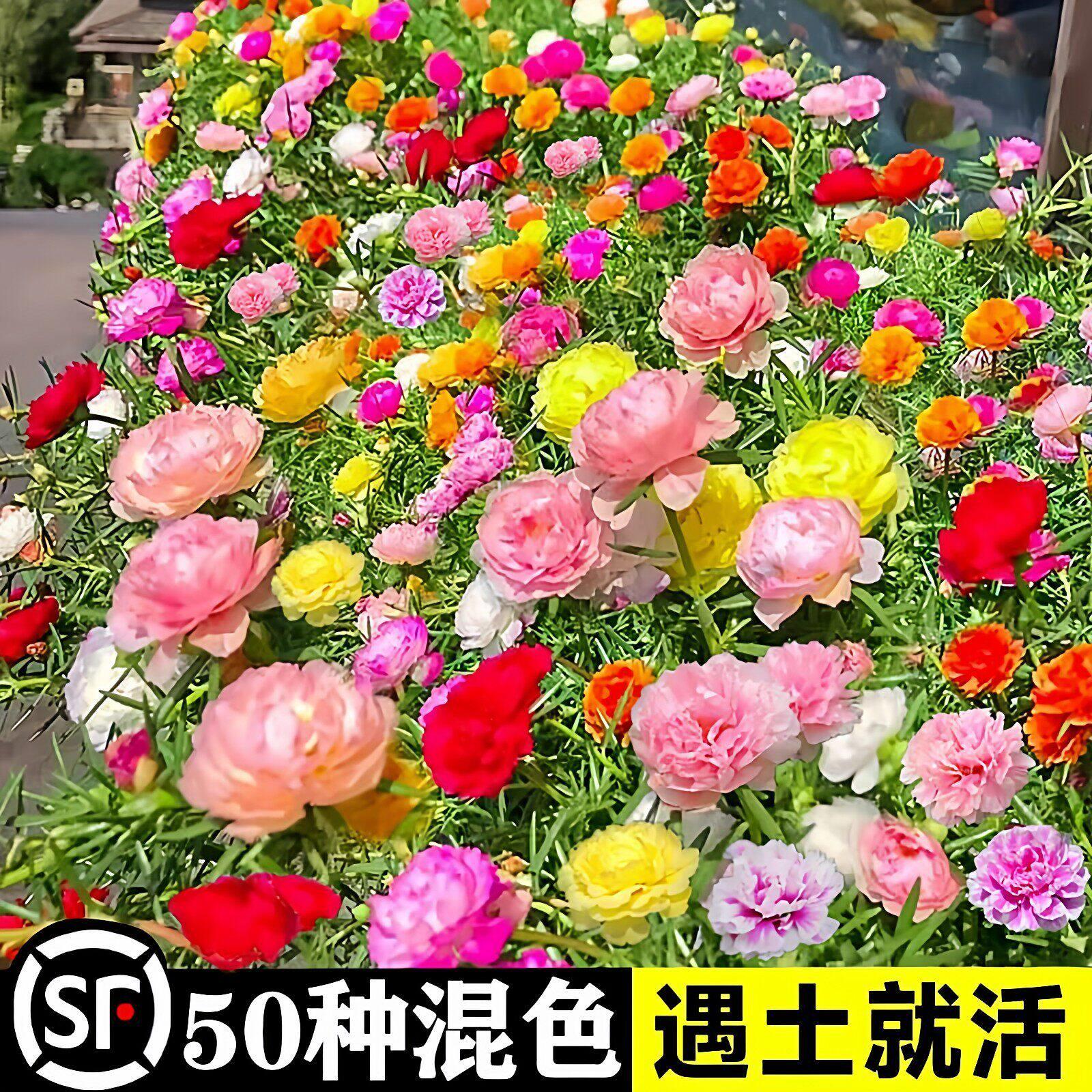 重瓣太阳花种孑小雏菊花种籽子室内外观花卉矮花花籽四季播种开花