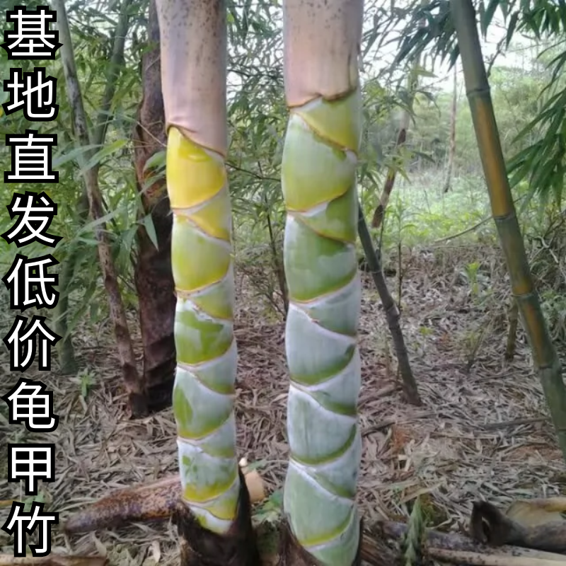 龟甲竹苗 观赏竹 龙鳞竹 水池河道庭院 观音竹 镇宅风水竹 龟文竹