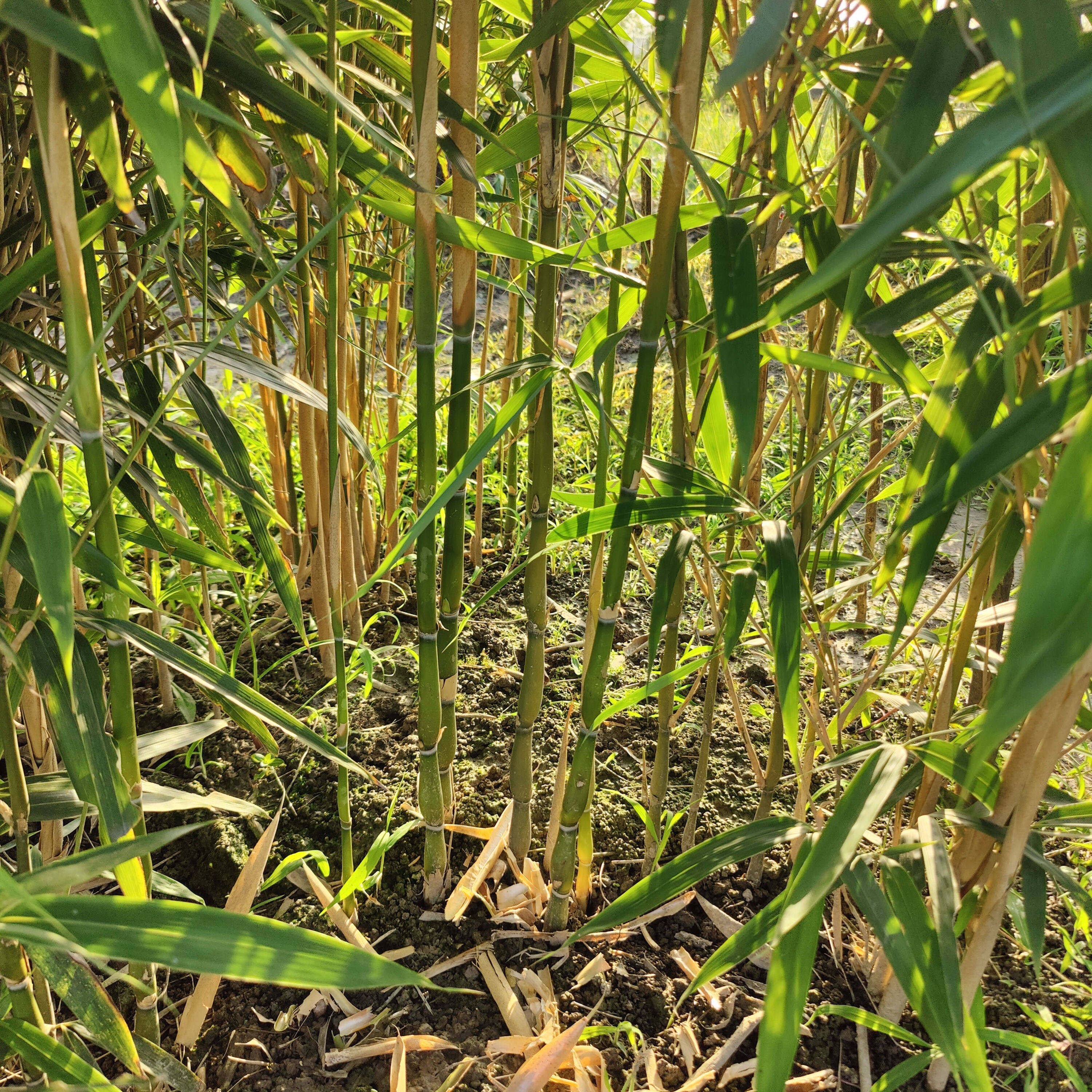 辣韭矢竹苗 风水平安竹四季常绿 观赏小竹子 花瓶竹 耐寒像佛肚竹