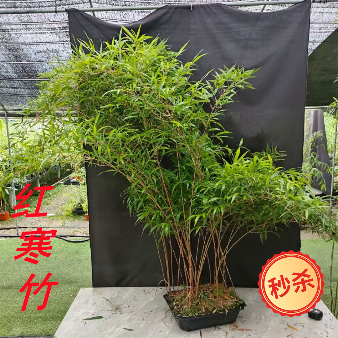 红寒竹观赏风水朱竹好看的竹子