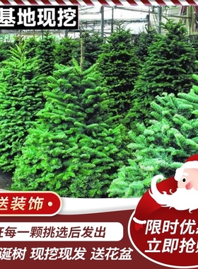 真的圣诞树盆栽真树活的挪威云杉真正的诺贝松真树松树圣诞节绿植