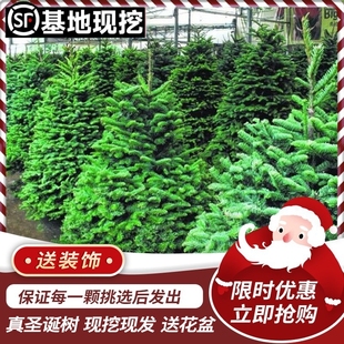 真的圣诞树盆栽真树活的挪威云杉真正的诺贝松真树松树圣诞节绿植