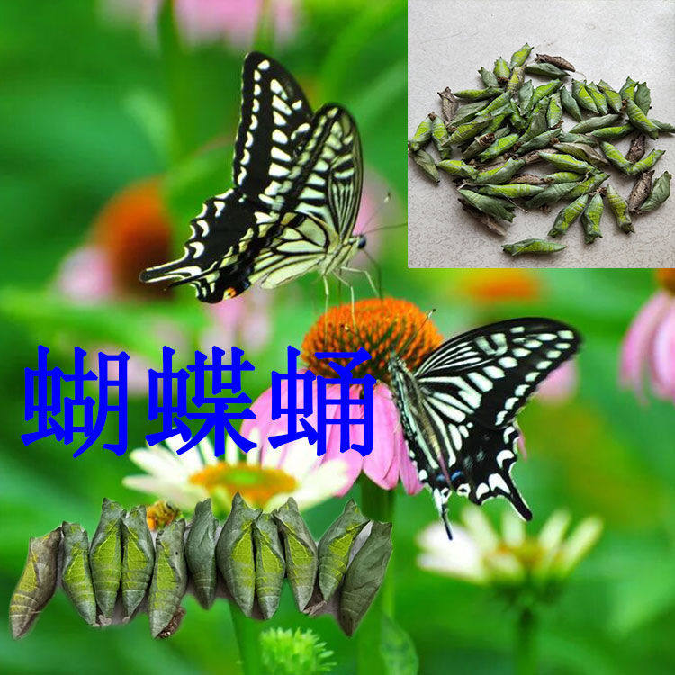 蝴蝶蛹蝴蝶幼虫变的蛹能够变活蝴蝶的蛹科教昆虫柑橘凤蝶蛹玉带蛹
