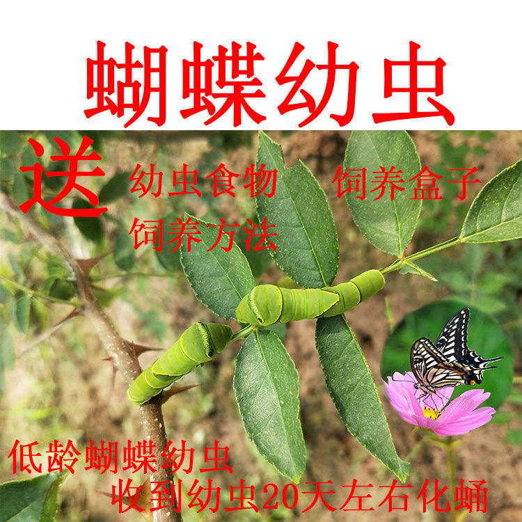 蝴蝶卵 蝴蝶幼虫 蝴蝶蛹 活体蝴蝶饲养套餐 蚕宝宝 毛毛虫 糖宝