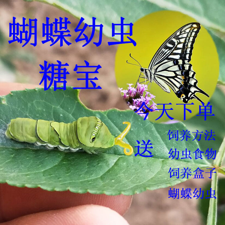 蝴蝶幼虫蝴蝶卵 蝴蝶蛹 活体蝴蝶饲养套餐 蚕宝宝 毛毛虫 糖宝