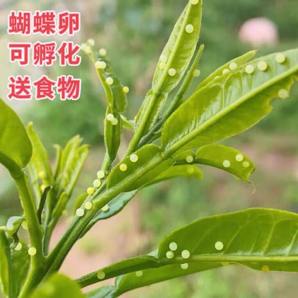 蝴蝶卵活体柑橘凤蝶幼虫蝴蝶虫子