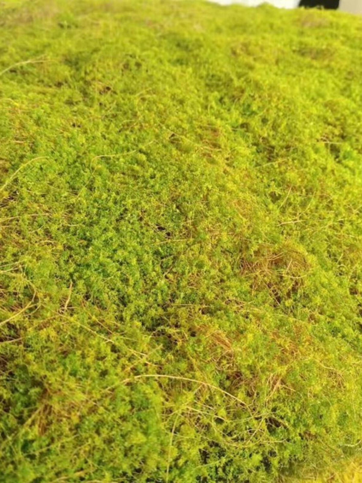 模拟苔藓草坪棕色丝苔窗微景观植物墙人造草皮黄绿不朽景观