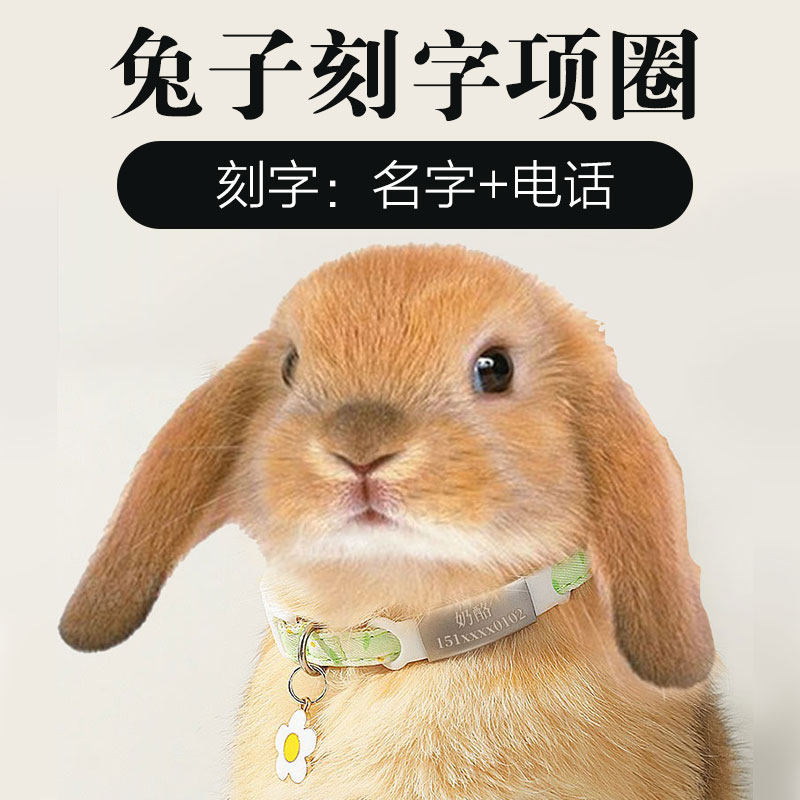 兔牌项圈刻字侏儒垂耳兔兔脖圈脖饰铃铛项链脖子饰品小宠物防丢失