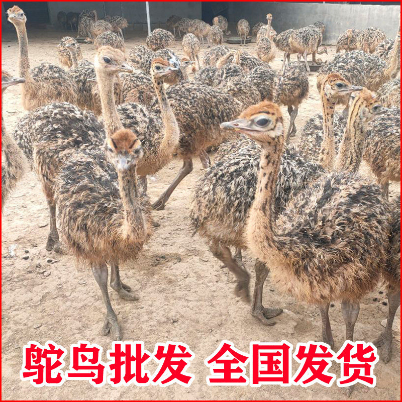 鸵鸟幼苗一对幼崽非洲鸵鸟活苗幼其它宠物