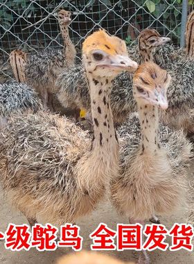鸵鸟幼苗一对活苗公母纯种价格非洲驼鸟澳洲鸸鹋成年一二三月活体