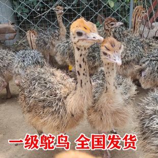 鸵鸟幼苗一对活苗公母纯种价格非洲驼鸟澳洲鸸鹋成年一二三月活体