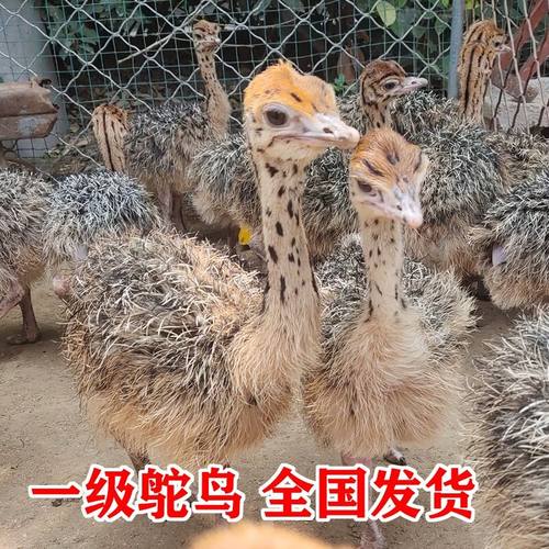 鸵鸟幼苗一对活苗公母纯种价格非洲驼鸟澳洲鸸鹋成年一二三月活体