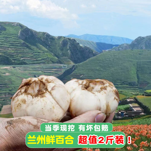 兰州百合甘肃包邮新鲜食用