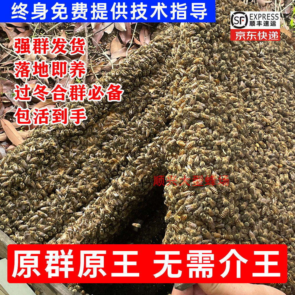 中蜂带子脾带王笼蜂活蜂蜂群养殖