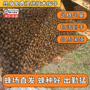 活体中蜂蜂群养殖笼蜂中华蜜蜂带子脾带王阿坝土蜂授粉蜜蜂新手