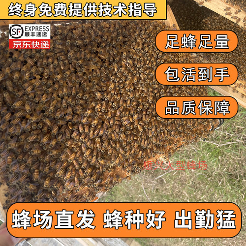 活体蜜蜂中蜂笼蜂带王带子脾新手