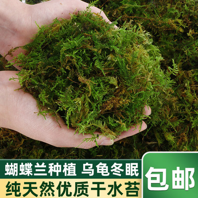蝴蝶兰专用营养土动物用苔藓水苔