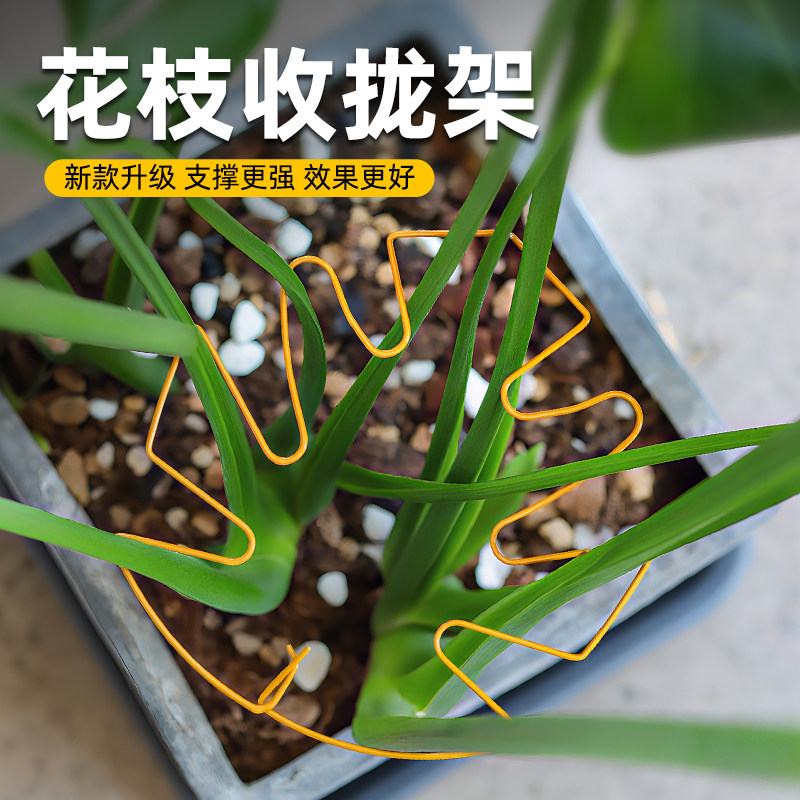 龟背竹支撑杆植物固定防倒伏支架图片
