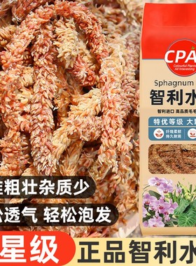 智利进口毛毛虫水苔乌龟冬眠苔藓鹿角蕨蝴蝶兰专用兰花石斛营养土
