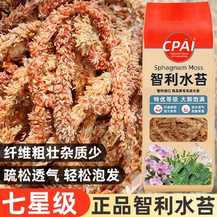 智利进口毛毛虫水苔乌龟冬眠苔藓鹿角蕨蝴蝶兰专用兰花石斛营养土