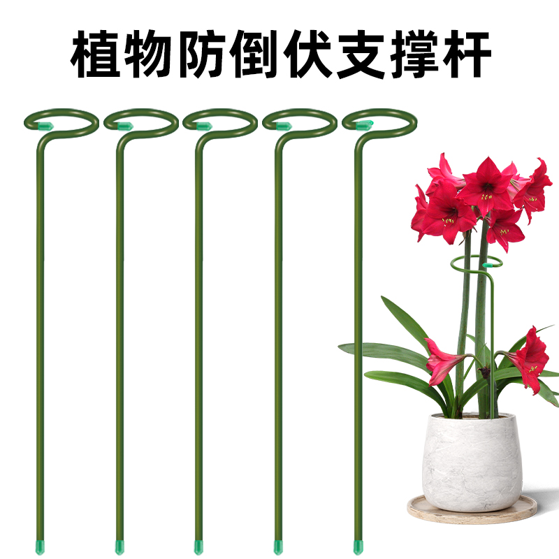 植物防倒伏支撑杆龟背竹朱顶红用