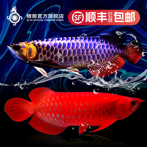 活体辣椒古典蓝底饲料红龙鱼