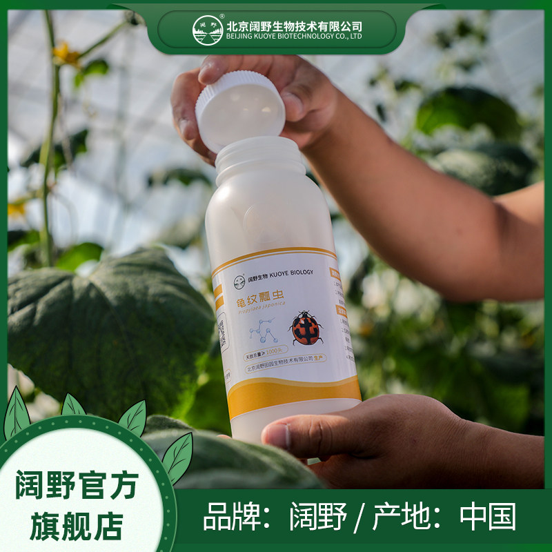 龟纹瓢虫 花卉 果蔬 园林  蚜虫 昆虫 生物防治 大棚 天敌