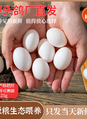 新鲜鸽子蛋30枚破损包赔