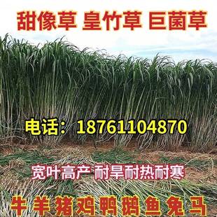 无毛甜象草3号种节巨菌草皇竹草高产耐寒四季多年生牧草种籽牛羊