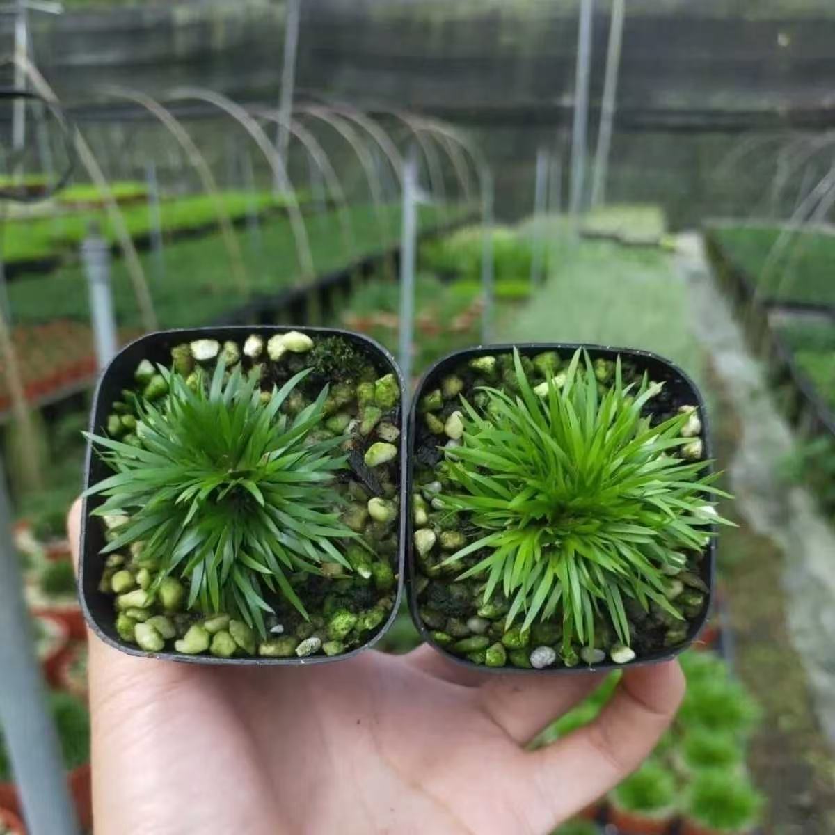 超值组合小菖蒲迷你贵船苔和黄金极姬办公室微型盆景绿植鲜活一对