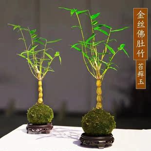 金丝佛肚竹高档客厅庭院老桩盆景竹子盆栽绿植花卉好养