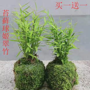 日本姬翠竹 买一送一  包邮盆载花卉植物室内小植物